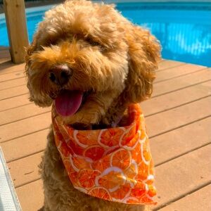 Dog bandanna, summer theme